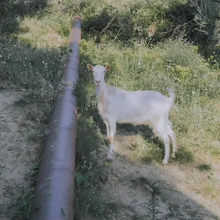 The House In The Village *