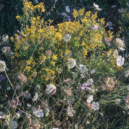 The House In The Village Pellumbas