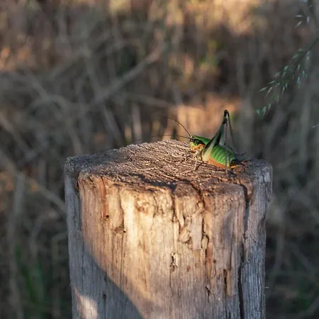 The House In The Village *