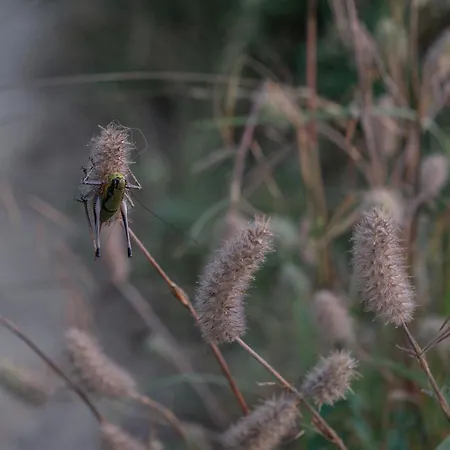招待所 The House In The Village
