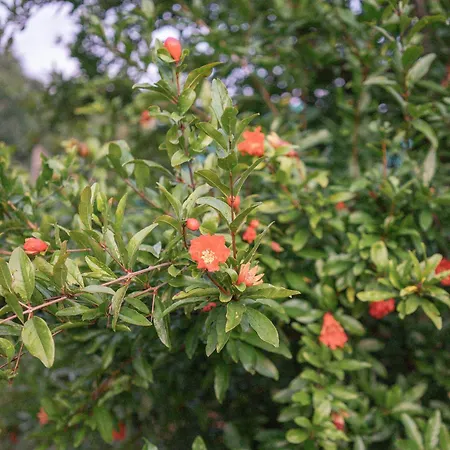 The House In The Village Affittacamere Pellumbas