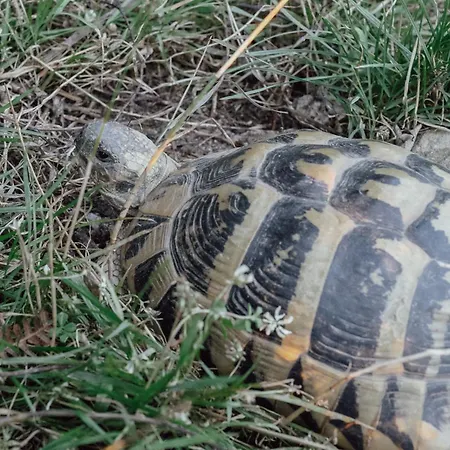 The House In The Village