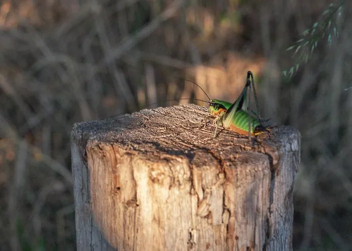 The House In The Village *