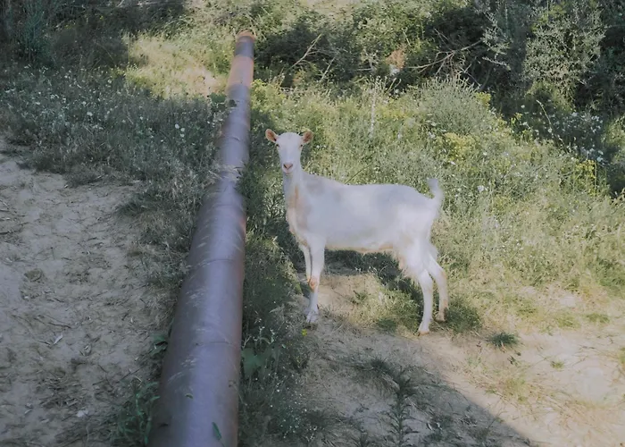 The House In The Village *