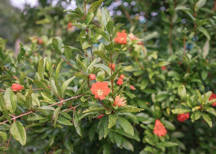 The House In The Village Gasthuis Pellumbas