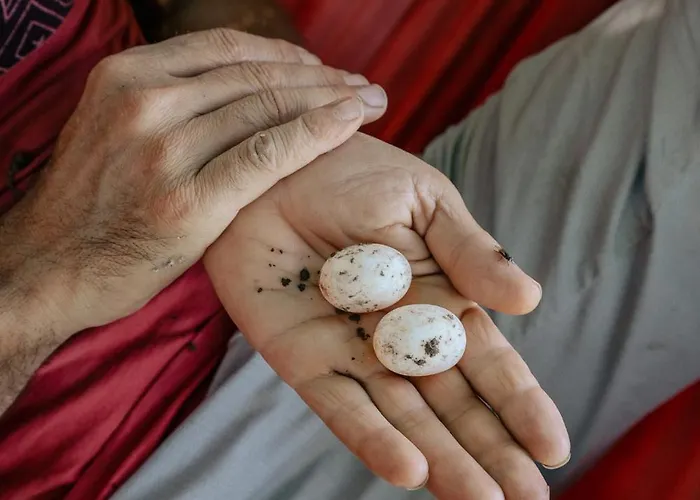 The House In The Village Gasthuis