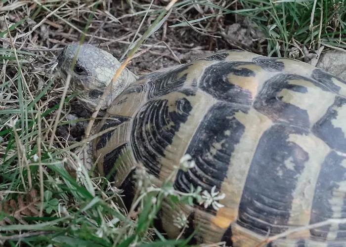 The House In The Village