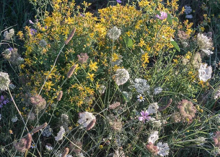 The House In The Village Pellumbas